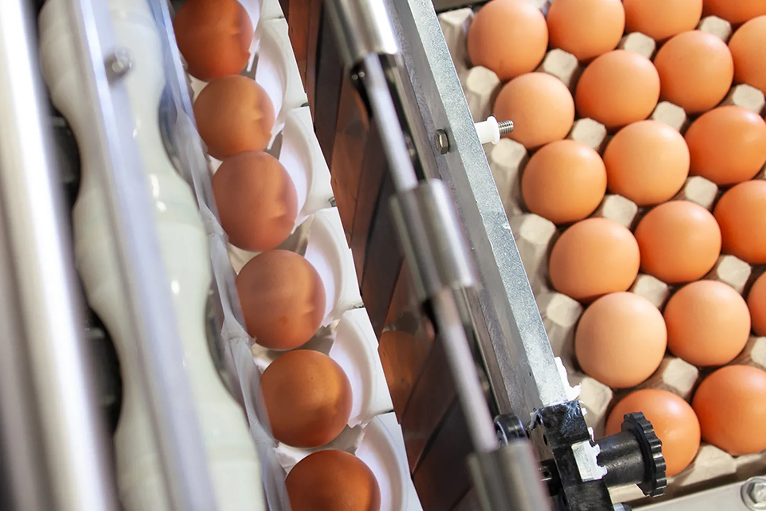 Farm Multipacker Farmpacker 40 | Compact Egg Packer Machine for Small Farms | Sanovo ...