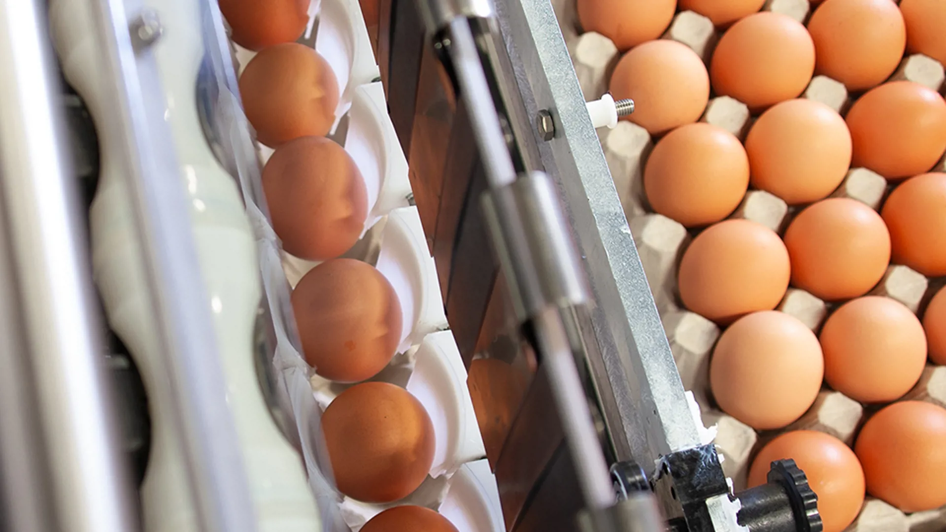 SANOVO farm packing system placing eggs point down into trays using gravity.