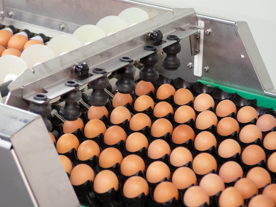 Suction-cup transfer system on the SANOVO Farmpacker 24000 gently lifting and placing eggs.