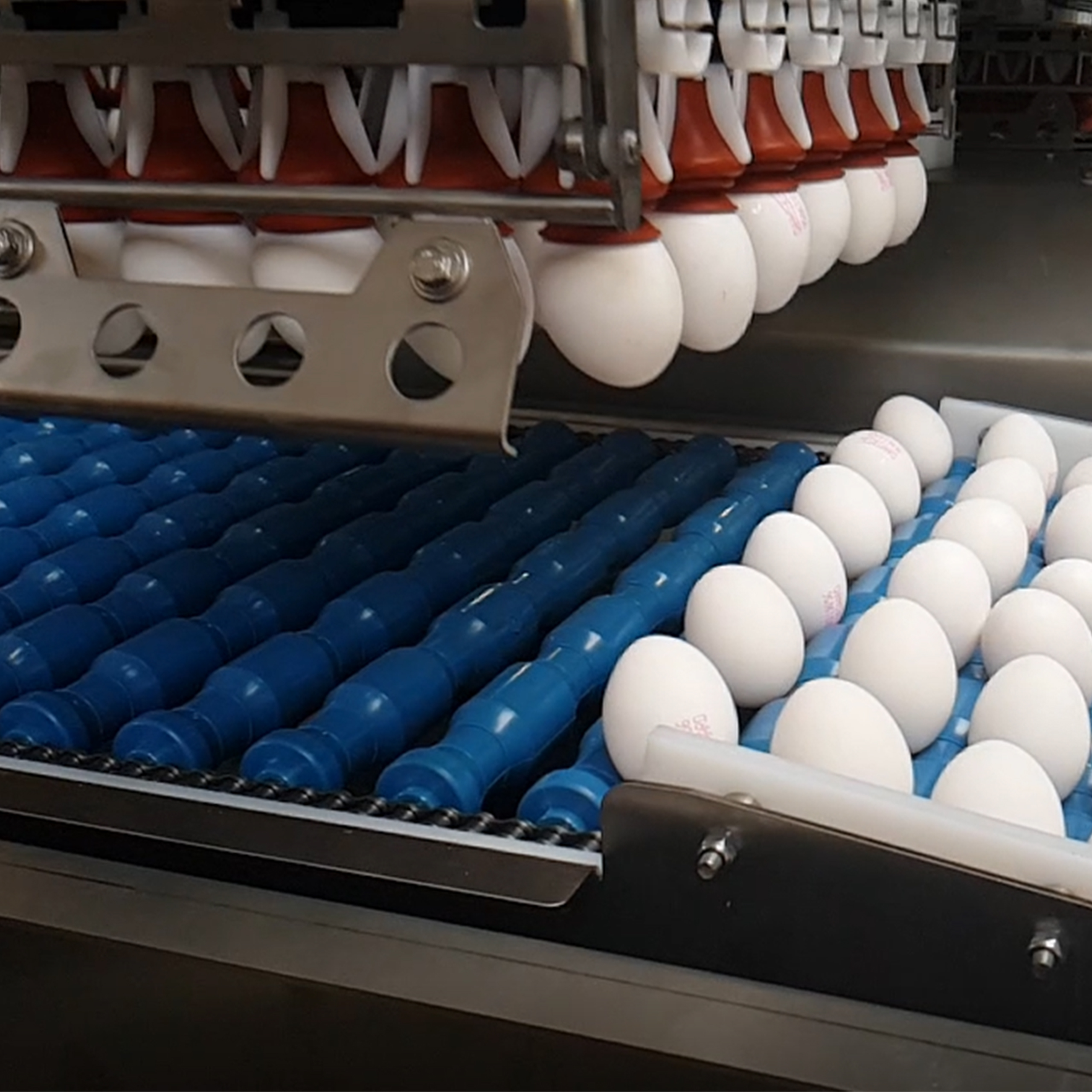 Eggs being placed onto the roller conveyor by a SANOVO OptiLoader during loading for off-line egg breaking.