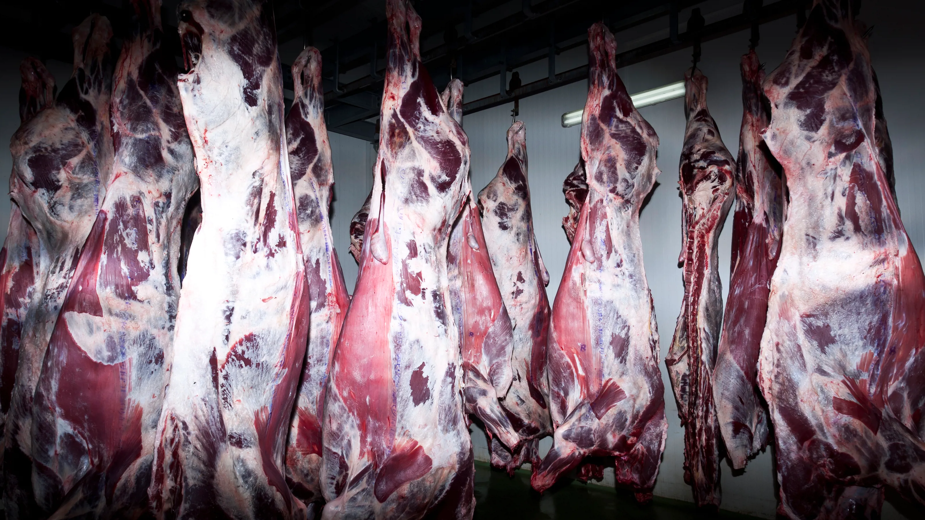 Animal by-products in a meat processing facility for protein ingredient production.