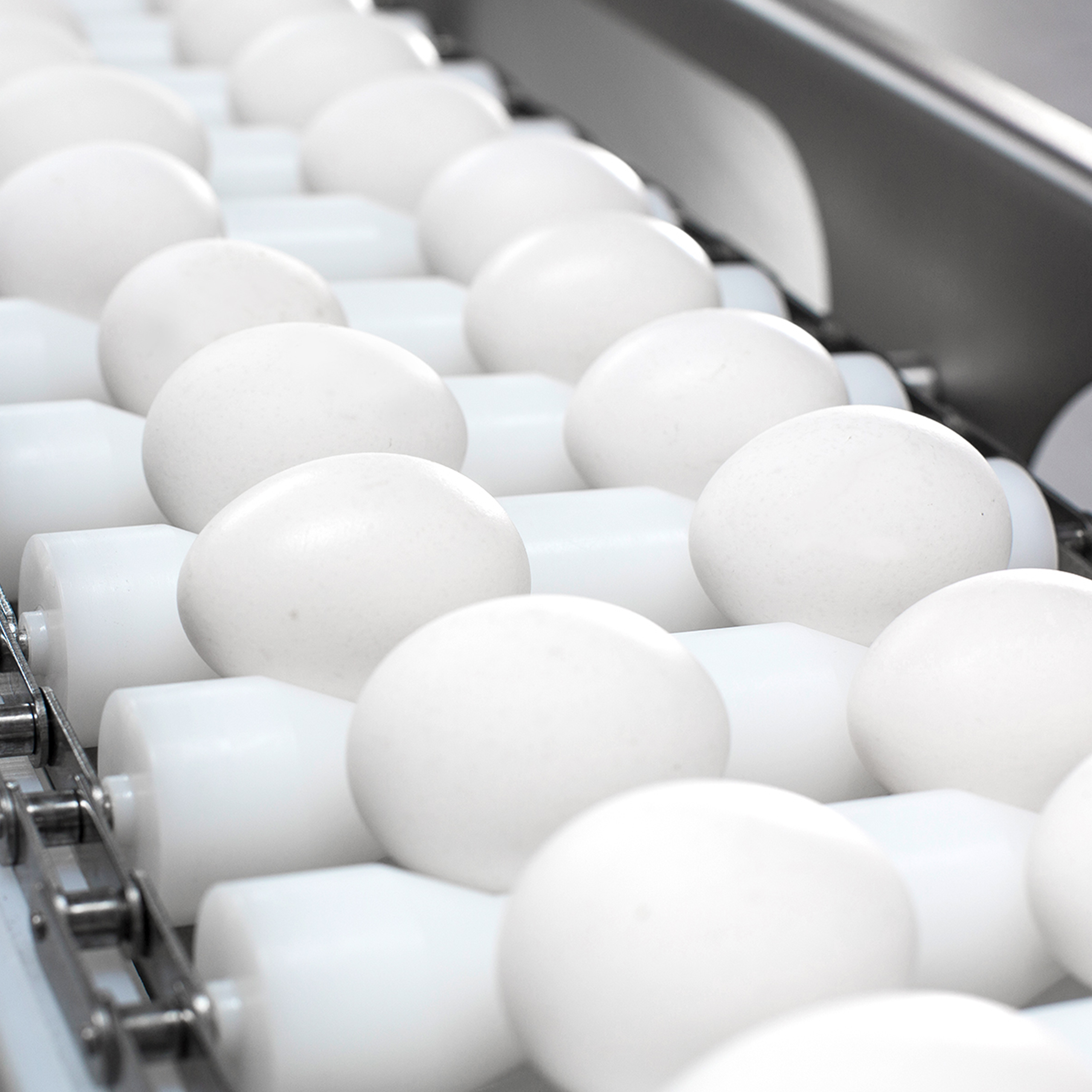 Eggs on infeed conveyor on SANOVO OptiBreaker Basic 2.