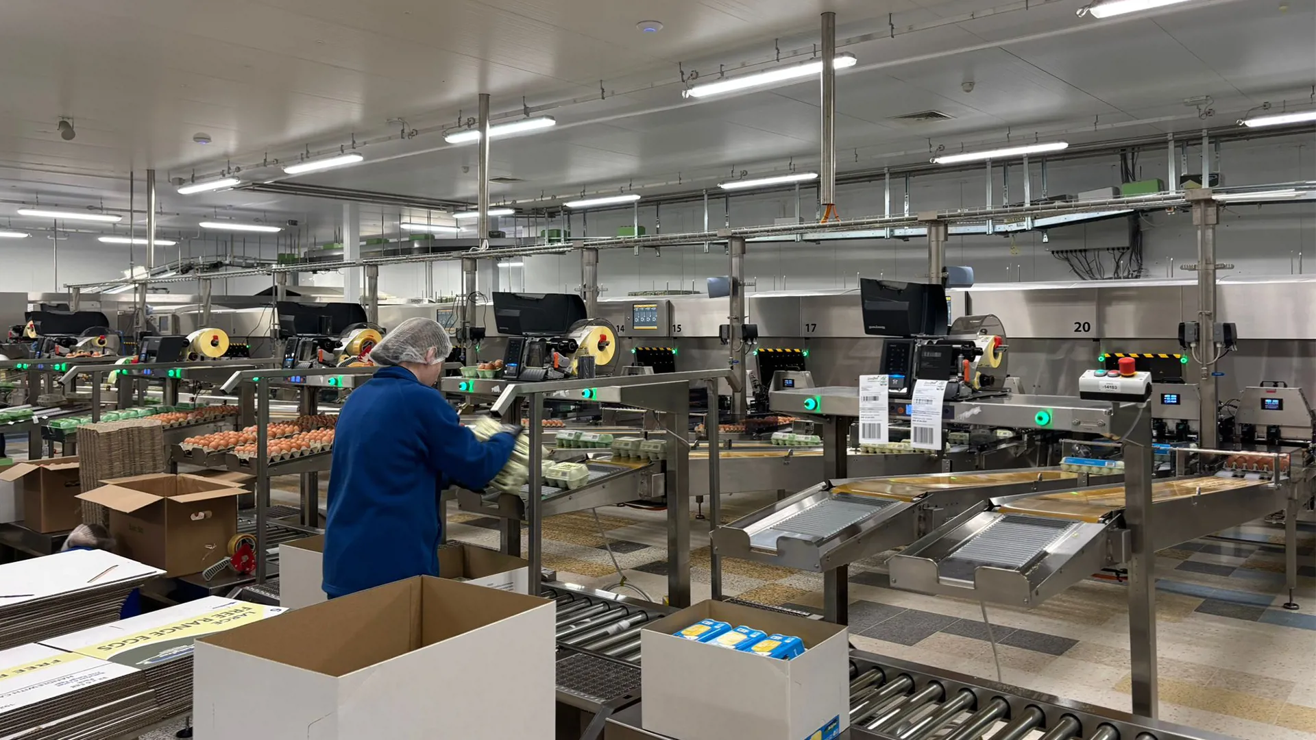 Employee handling egg cartons beside automated grading and packing lines at Greenfield facility.