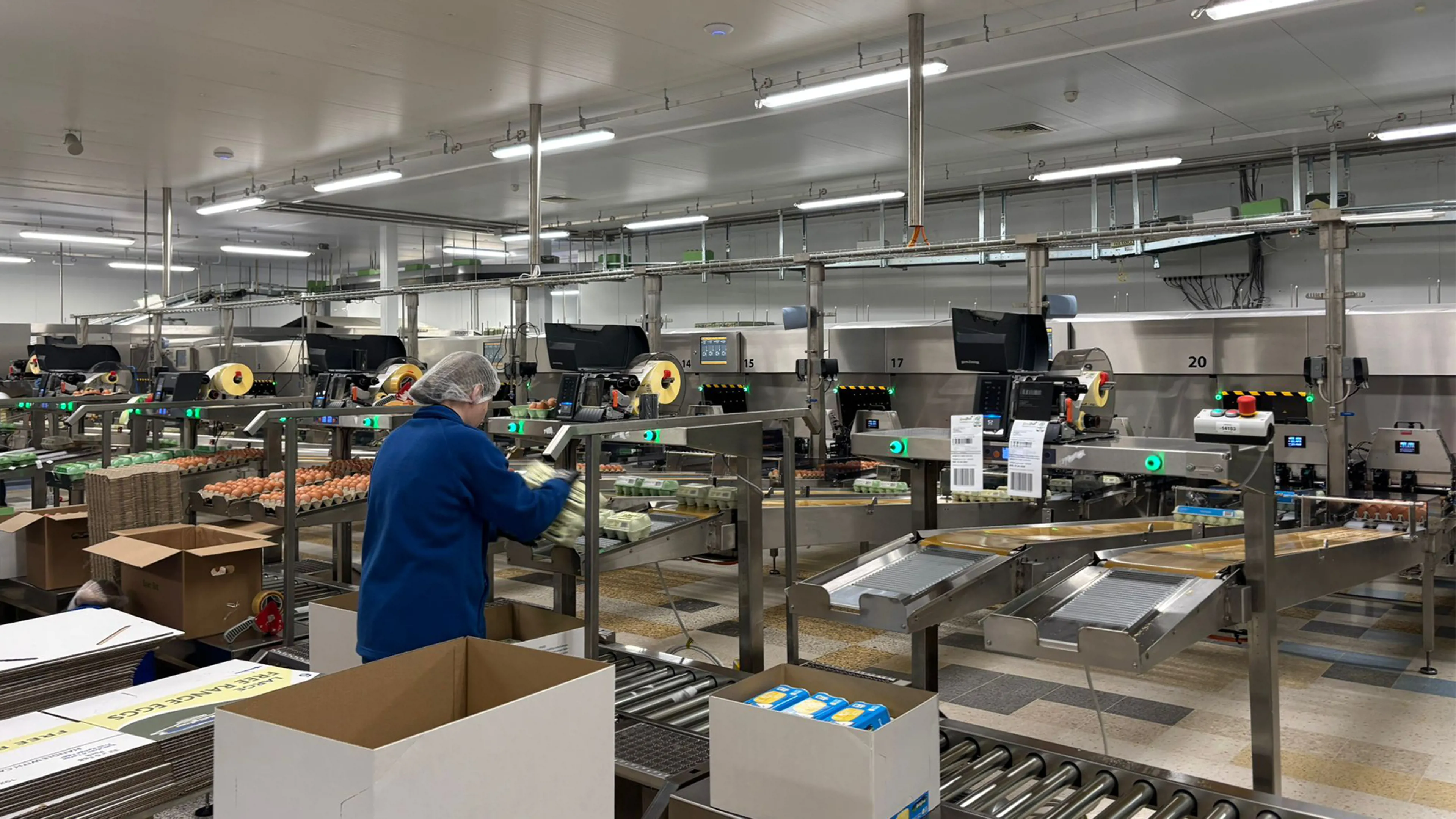 Employee handling egg cartons beside automated grading and packing lines at Greenfield facility.
