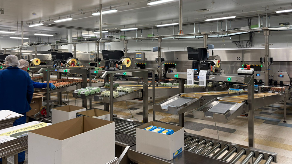 Multiple egg grading machines and packing stations running on Greenfield production floor.