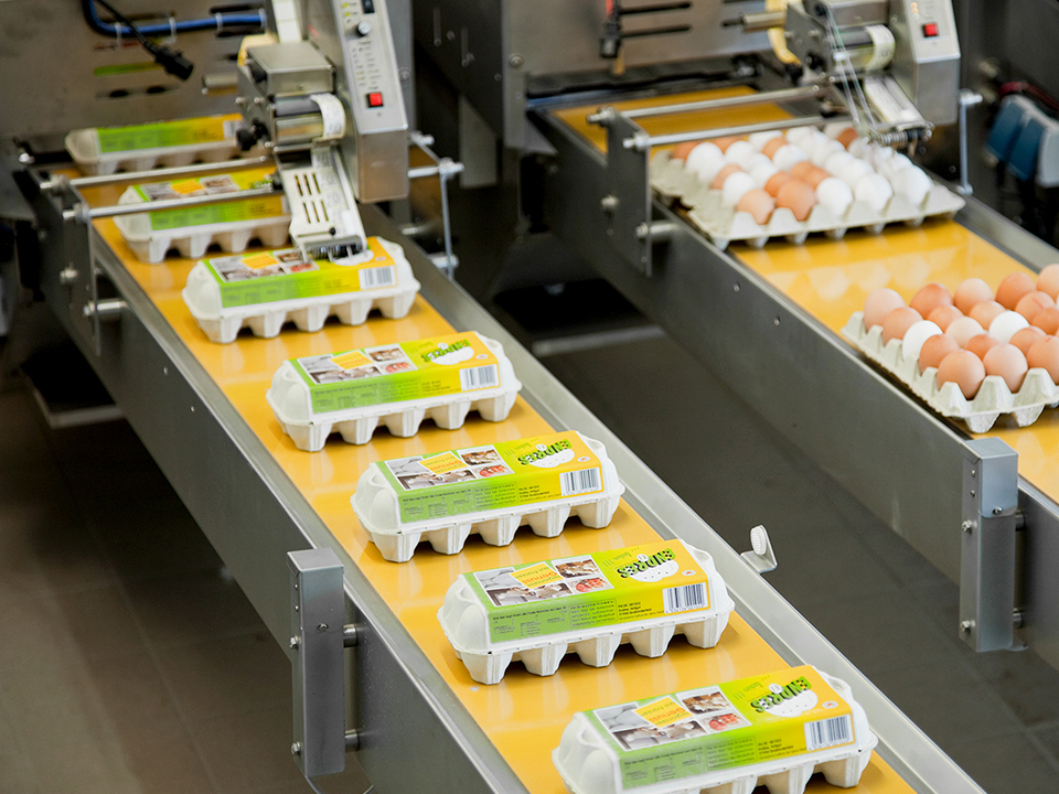 Outfeed conveyors with packed eggs on the Alpha 70 egg grading machine by SANOVO TECHNOLOGY GROUP.