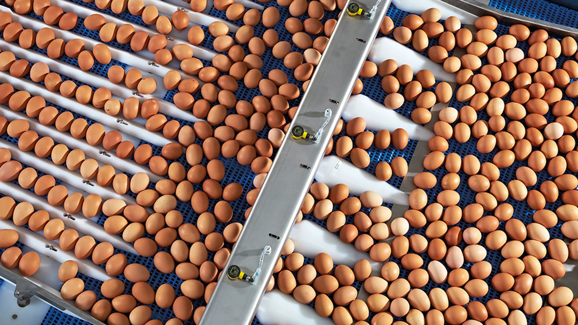 Eggs accumulating on an automated conveyor system before entering the egg grading line.