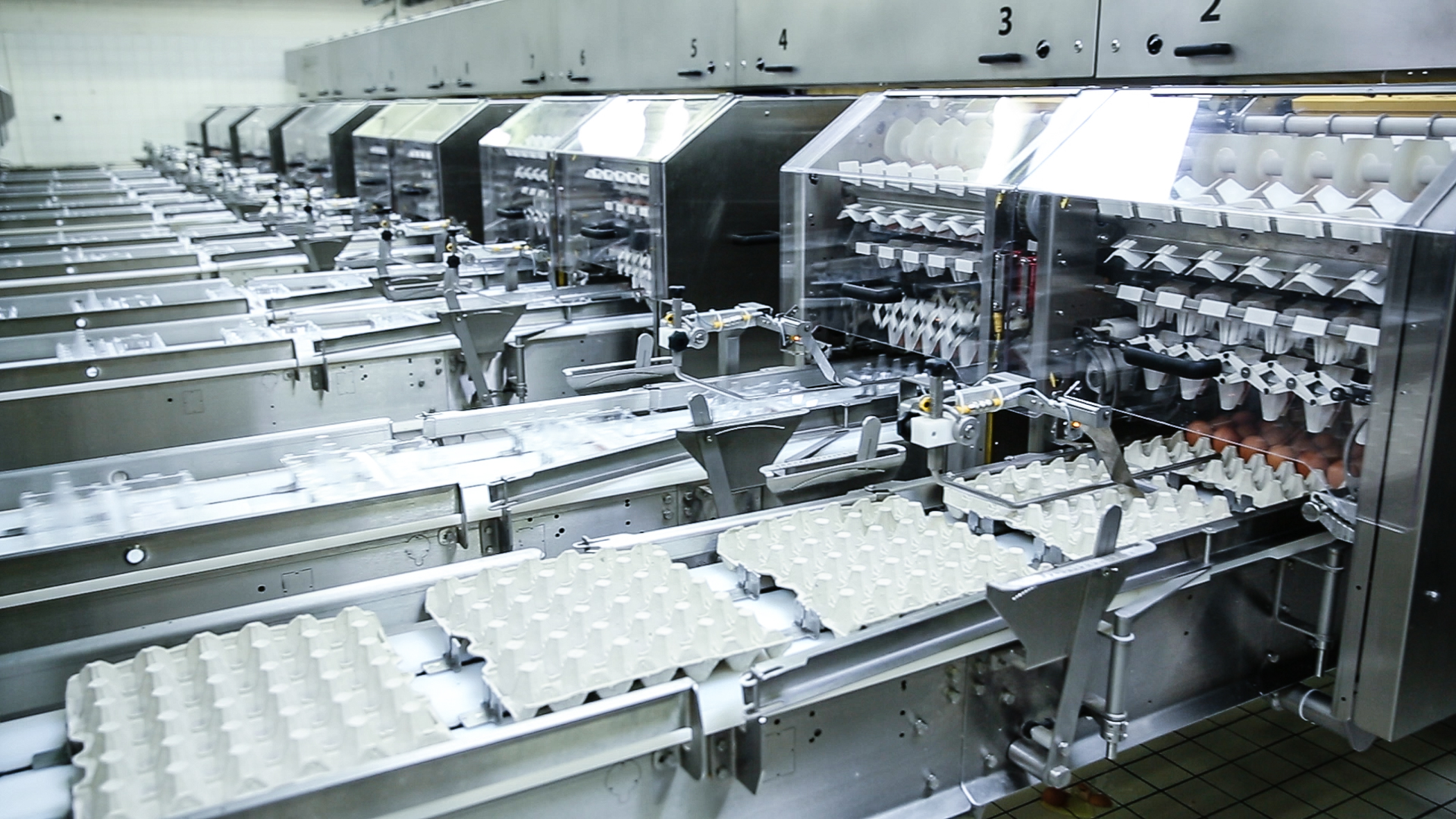 SANOVO OptiGrader egg grading machine outfeed with automated packing lanes.