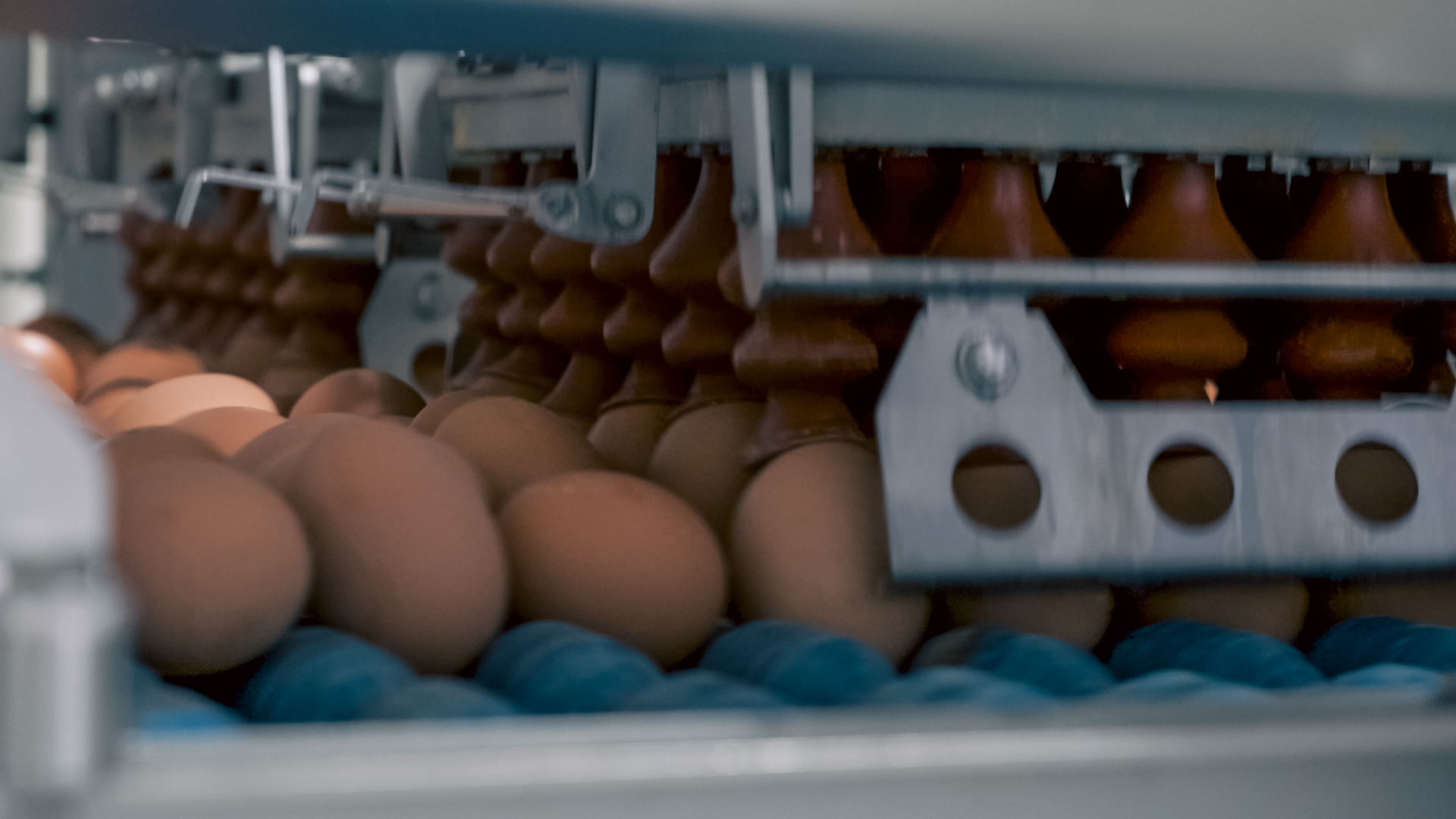Eggs being gently released onto rollers by an automated suction-cup egg loading system for smooth, gentle handling.