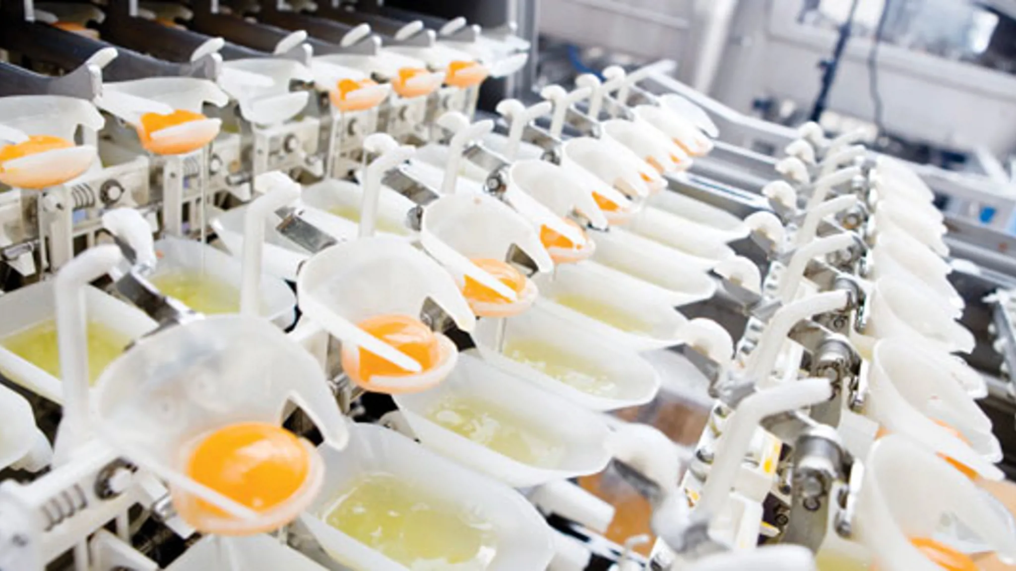 Egg cups separating yolk and egg white in egg processing equipment.