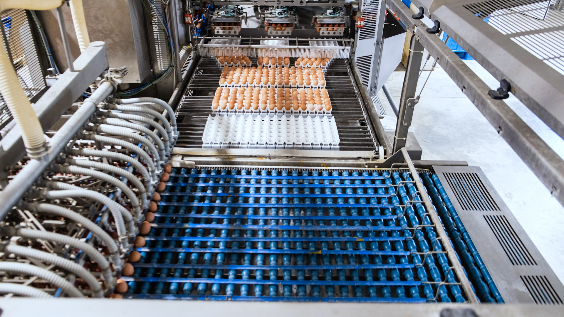 High-capacity egg loading system feeding eggs to grading line.