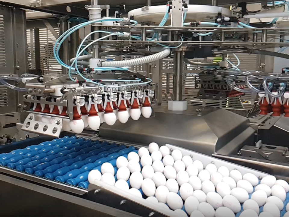 Egg loading process with suction cups transferring eggs from trays to a conveyor in the OptiLoader Plus 6C machine.