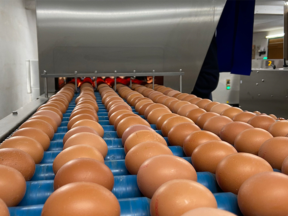 Infeed section of a SANOVO GraderPro showing eggs on a conveyor.
