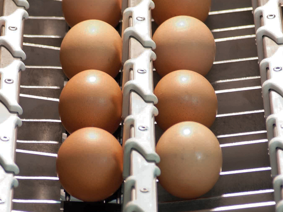 Scale on an Alpha egg grader machine by SANOVO TECHNOLOGY GROUP.