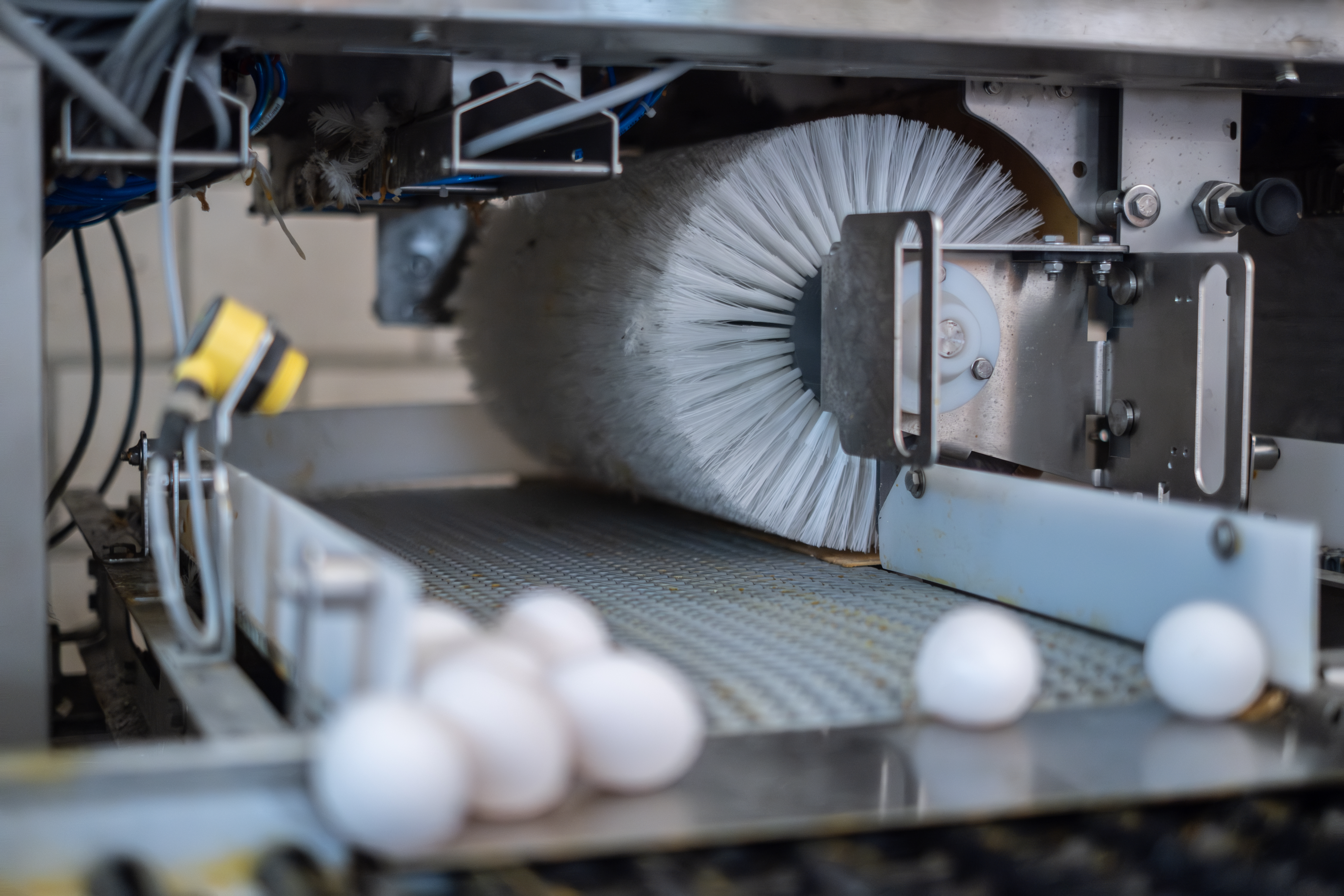 Exit belt system separating eggs by quality on the Farm Intelligence Unit by SANOVO TECHNOLOGY GROUP.