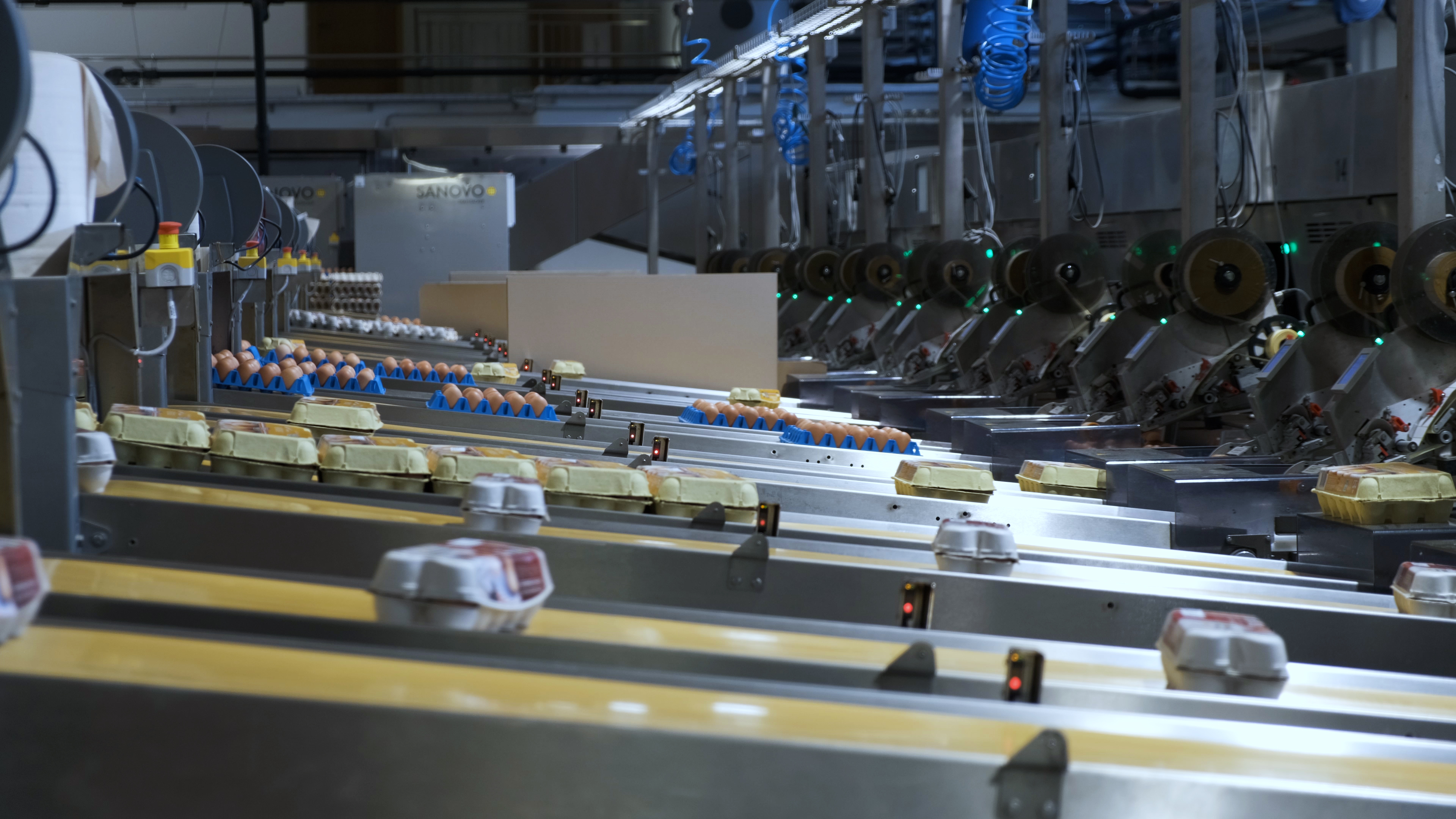 Egg packing lanes on a SANOVO GraderPro 600 egg grader machine with cartons being filled in automated production.