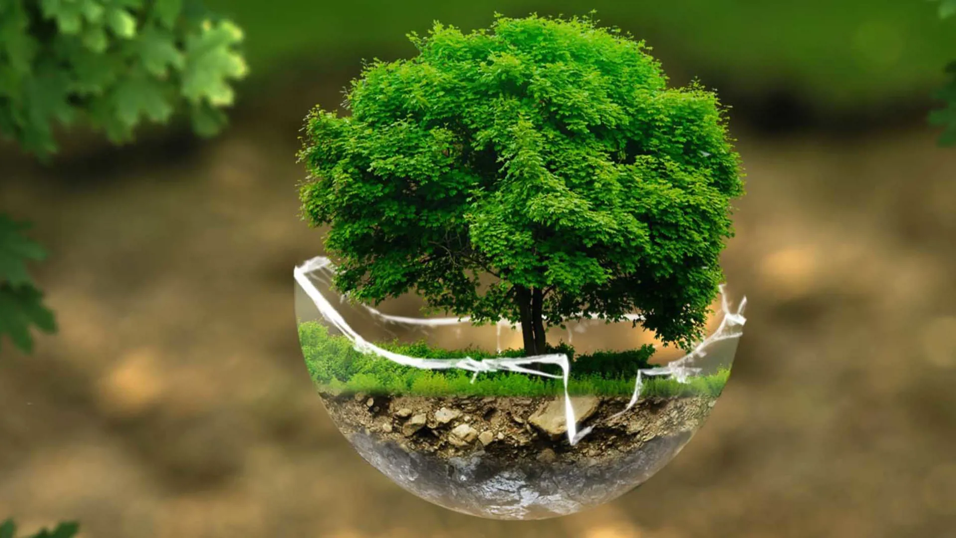 Image of sustainability with tree inside glass sphere.