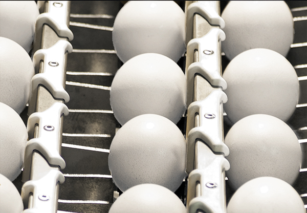 Egg weighing on digital scales in the SANOVO OptiGrader line of egg grading machines.