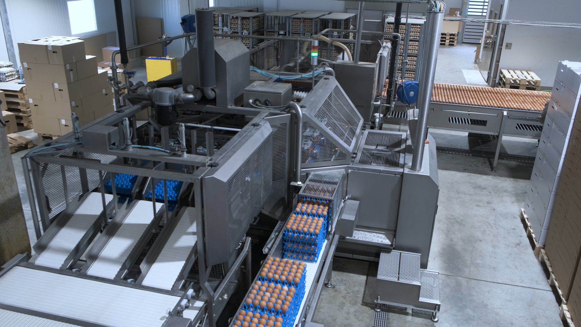 OptiLoader Plus 18C loading eggs from trays onto roller conveyors in an off-line grading setup. 