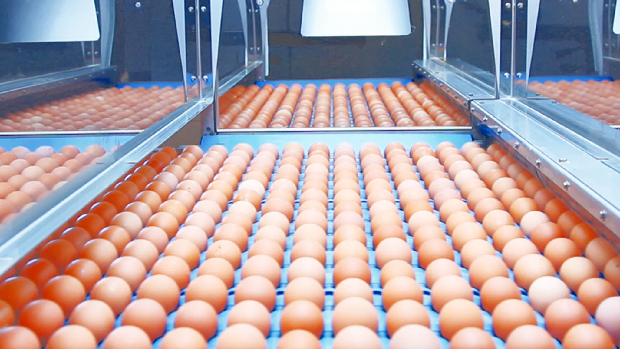 Dirty egg detection during grading on the OptiGrader 600 egg grading machine by SANOVO TECHNOLOGY GROUP.