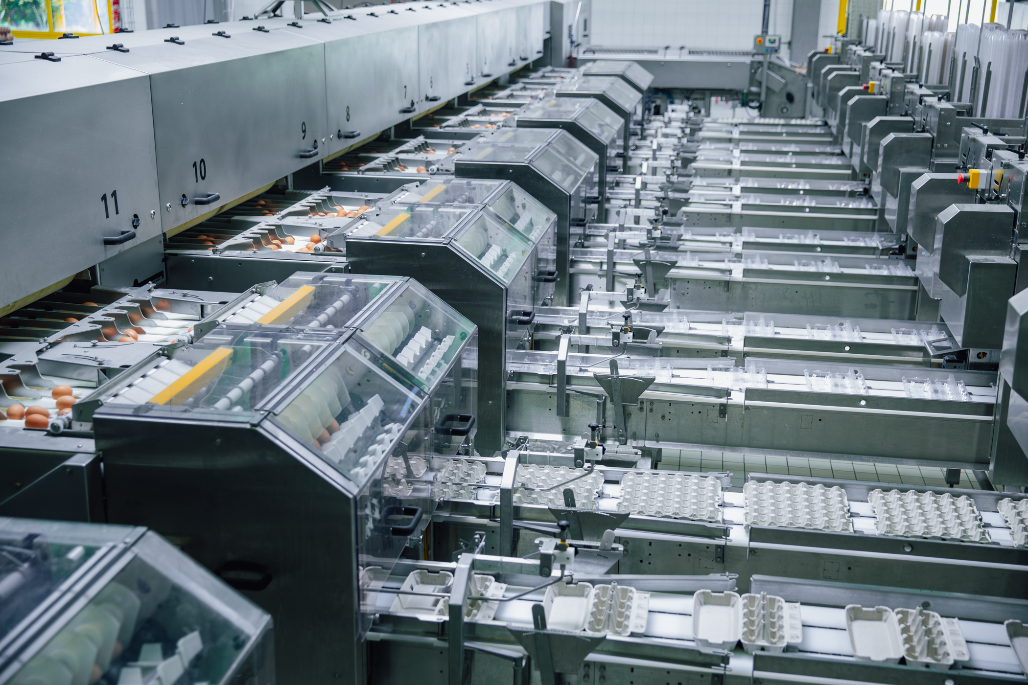 Packing lane outfeed on the OptiGrader 600 egg grading machine by SANOVO TECHNOLOGY GROUP.