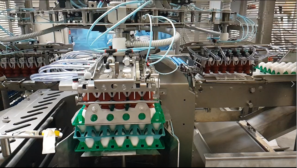 Rotary egg loading mechanism with suction cups lifting eggs from trays on the OptiLoader Plus 6C egg loading machine.