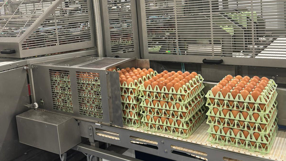 Stacks of brown eggs in trays moving through a SANOVO egg grading and packing line at Greenfield's automated facility.