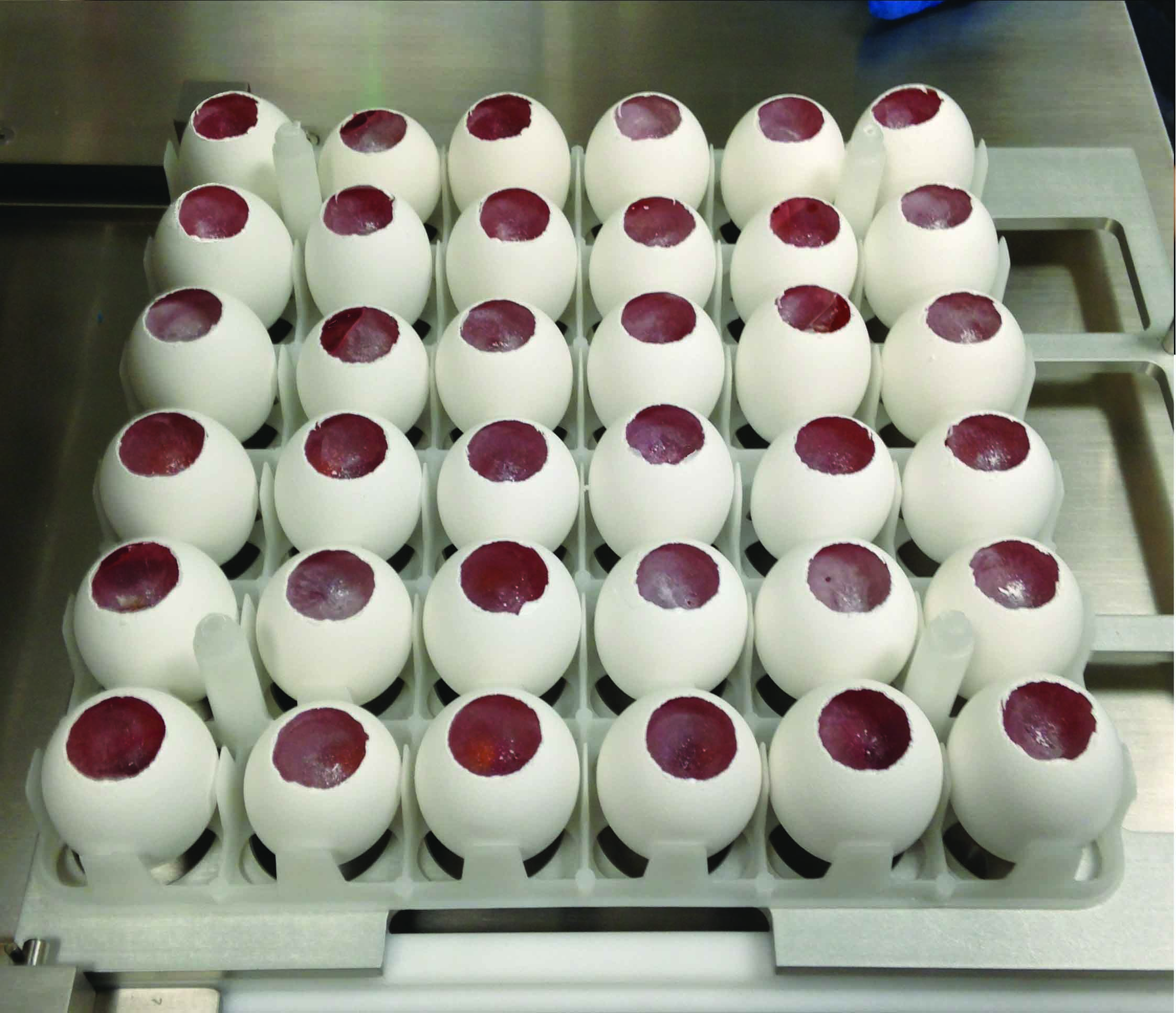 Tray of embryonated eggs after de-capping with shell tops removed.