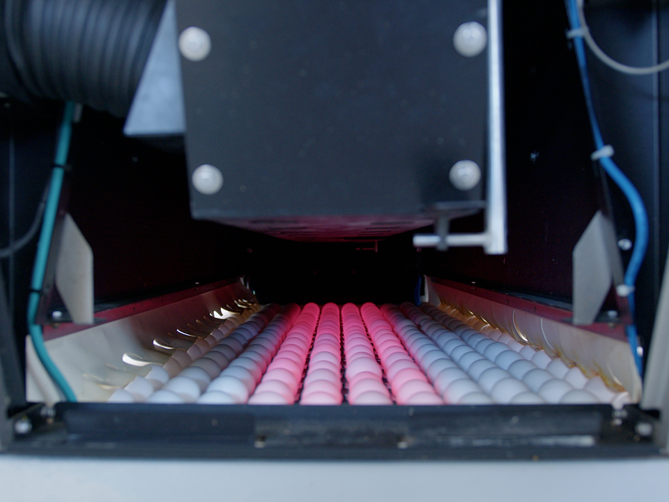 VisionAI cameras used for vision weighing of eggs. 