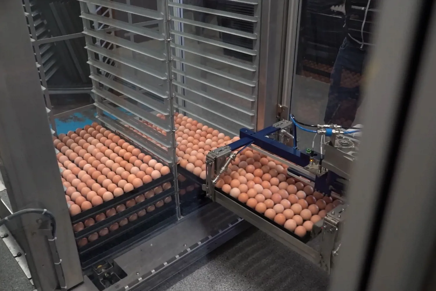 Automation-Compatible Setter Tray with Fertilized Eggs
