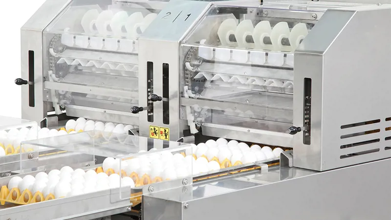 Etichette 3x2 Pollici Etichette Per Spedizione Uova Da Cova - 50 Adesivi maneggiare Con Cura 3x2, No Raggi X Etichette Manufatte Per Imballo Etichette 3x2 Pollici Etichette Per Spedizione Uova Da Cova - 50 Adesivi maneggiare Con Cura 3x2, No Raggi X Etichette Manufatte Per Imballo