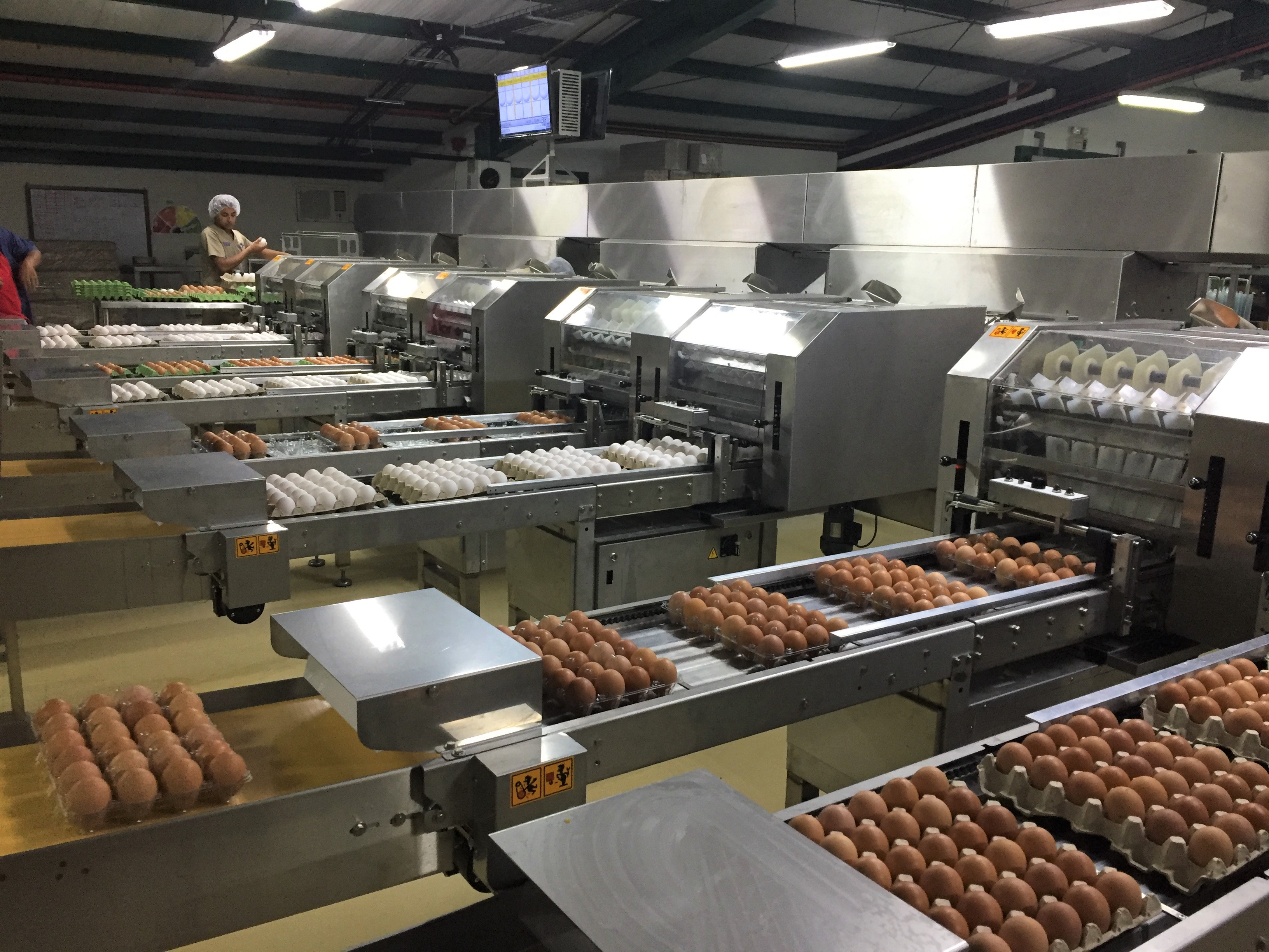 SANOVO Ardenta 300 egg grading and packing line in operation at Huevos Granjazul production facility.