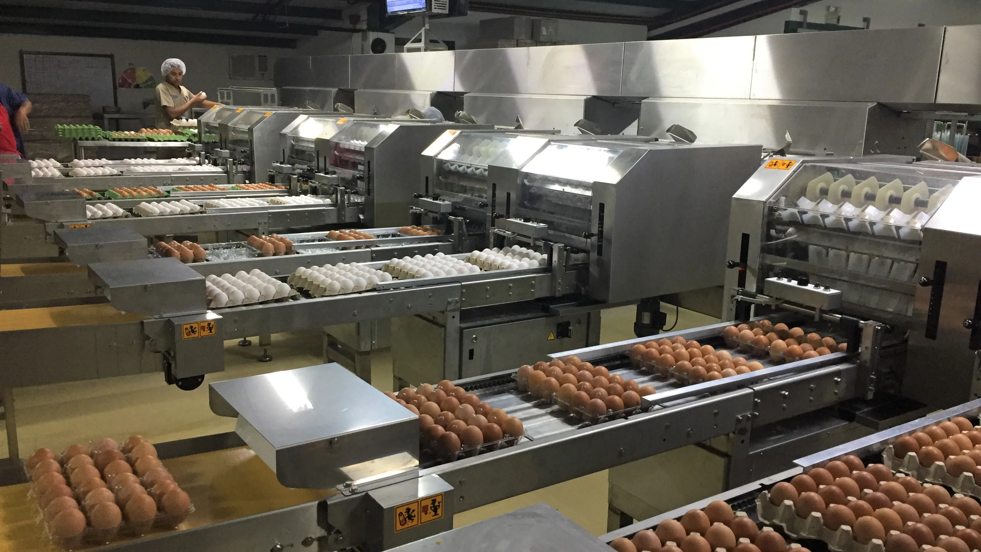 SANOVO Ardenta 300 egg grading and packing line in operation at Huevos Granjazul production facility.