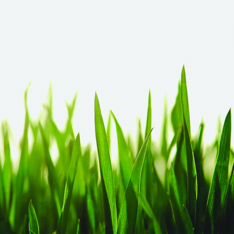 Close-up of green grass representing plant-based raw materials used in ingredient production.
