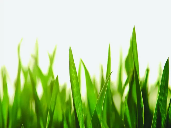 Close-up of green grass representing plant-based raw materials in ingredient production.