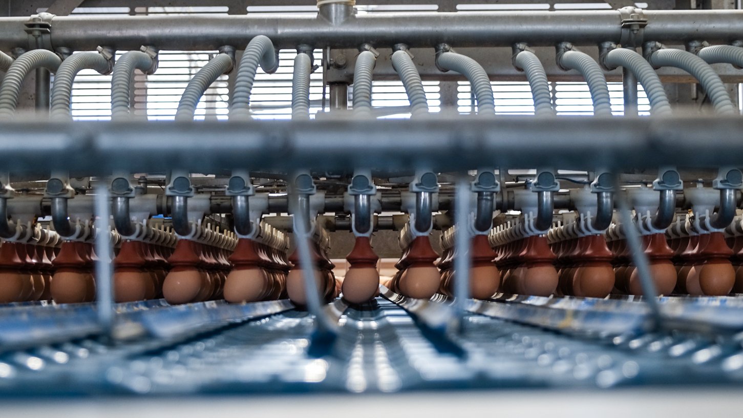 Eggs being gently released from suction cups onto a roller conveyor on OptiLoader Plus 18C egg loader.