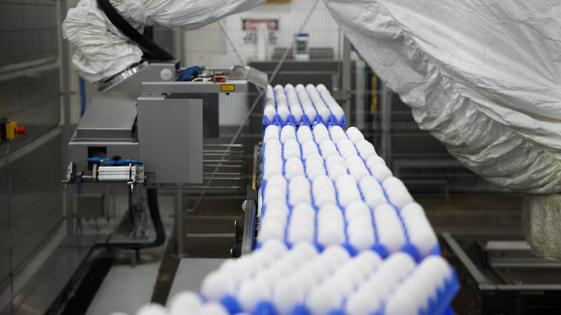 Eggs on trays being handled by SANOVO equipment in an egg processing facility.